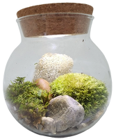 Moss Bowl - Grow Your Own Oasis