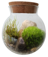 Moss Bowl - Grow Your Own Oasis