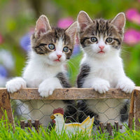 Cuddly Kittens - 49 Piece, 3 pack
