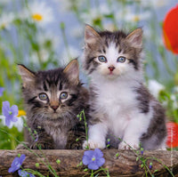 Cuddly Kittens - 49 Piece, 3 pack