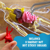 Ooze Labs: Visible Human Body with Squishable Organs
