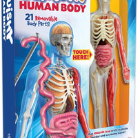 Squishy Human Body