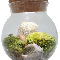 Moss Bowl - Grow Your Own Oasis
