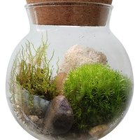 Moss Bowl - Grow Your Own Oasis