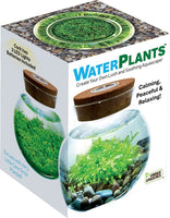 Water Plants
